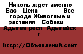 Николь ждет именно Вас › Цена ­ 25 000 - Все города Животные и растения » Собаки   . Адыгея респ.,Адыгейск г.